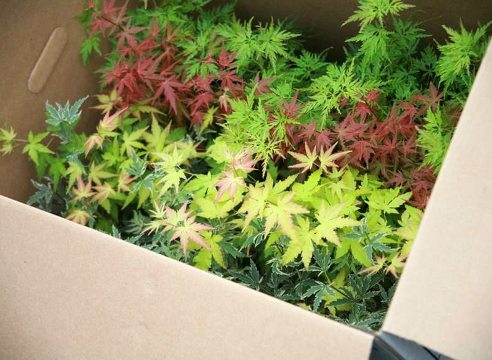 Перевозка растений 1