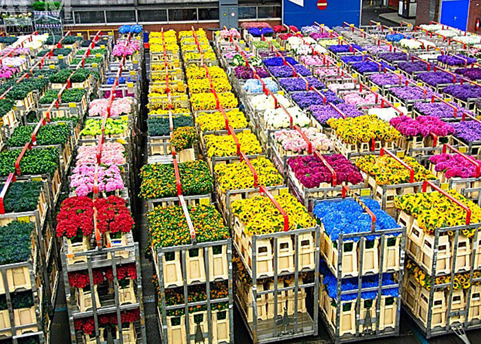 Перевозка растений 4