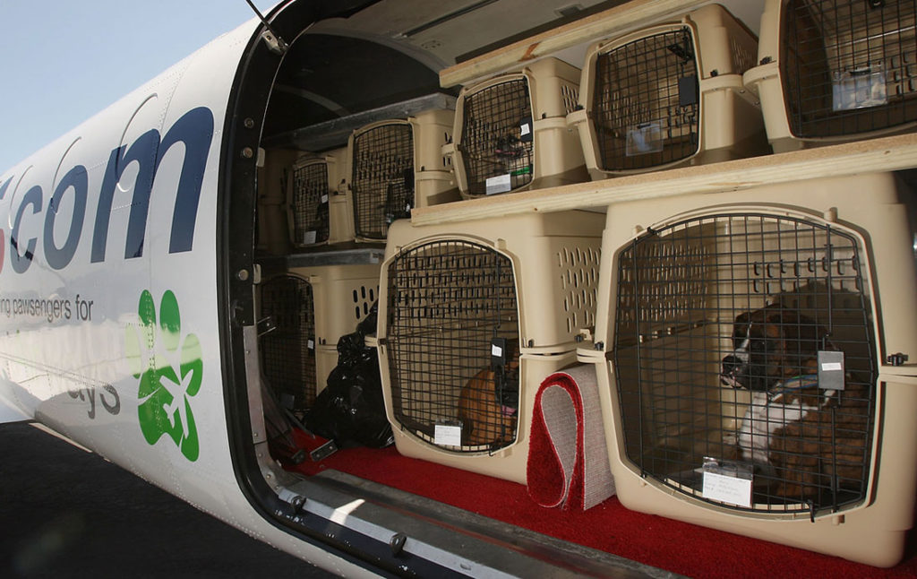 Перевозка животных 2