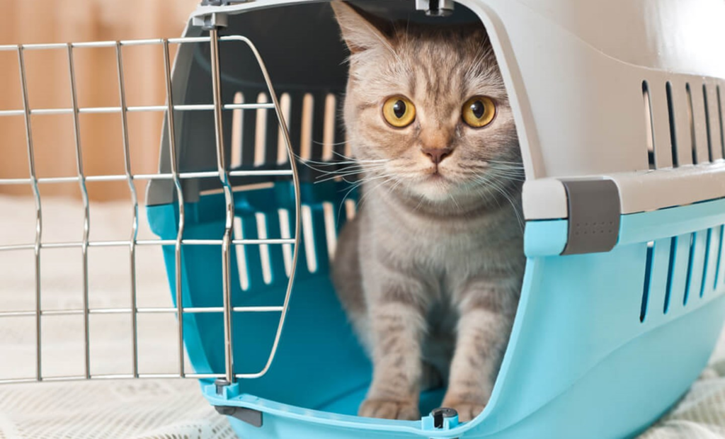 Перевозка животных 4