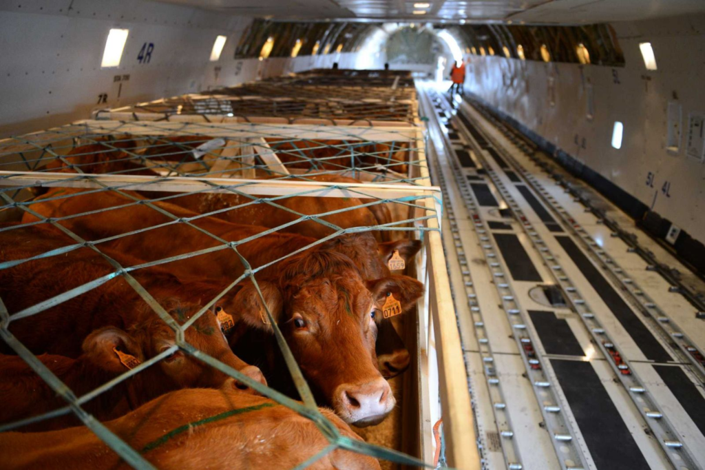 Перевозка животных 5